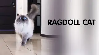 Ragdoll Cat Playing with Paper Ball