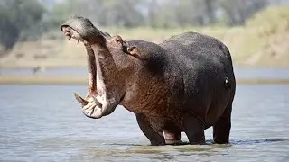 EL CANAL DE KAZINGA PARAÍSO DE HIPOPÓTAMOS | grandes documentales de animales