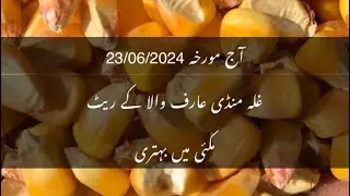 Maki rate maize rate corn rate today galla mandi Arifwala Punjab Pakistan okara mandi rste