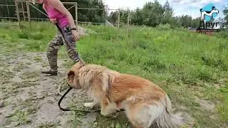 Мелодии ищет дом!
