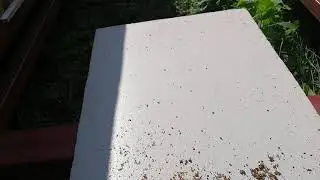 Обработка пасеки от клеща варроа муравьинкой.