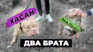БРАТ МАЛЫША ХАСАН ПРИЕХАЛ В ГОСТИ. Бойцовая и охотничья собаки играют вместе. Реакция на детей.