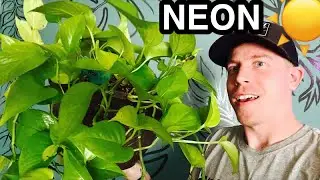 Taking Care of the Neon Pothos Plant