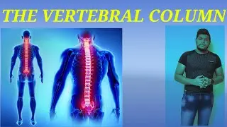 THE VERTEBRAL COLUMN | EASY TO UNDERSTAND