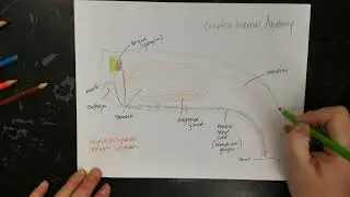 Crayfish Internal anatomy