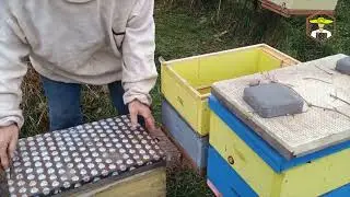 Переселення бджіл зимою в інший вулик. Пасіка дяді Міші 