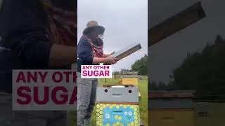 Humans and bees are not the same animal!