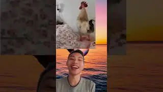Khi GÀ cũng biết Chán đời!! XJKE Reaction