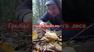 Гриб подберёзовик белый