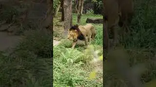 Jungle King..