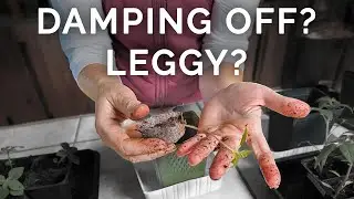 The Trick To Save Your Seedlings From Damping Off