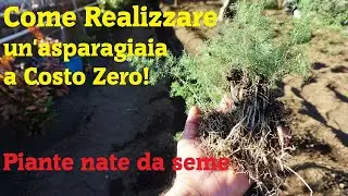 Come Realizzare un'asparagiaia a Costo Zero!