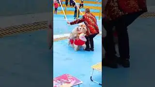 cute pets all pets equal jump time 