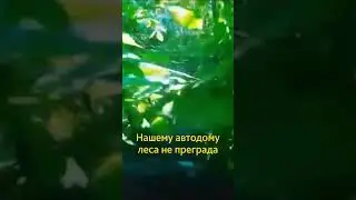 На Делике по лесу.