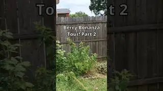 Berry Patch Tour, Part 2! #berries #containergardening #gardentour