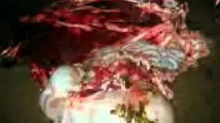 PUNCAT PUNCIT - B.mp4