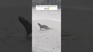 this rat 🐀 living his best life 🌧️ 🕺