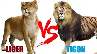 Liger VS Tigon - Liger VS Tigon Who Will Win