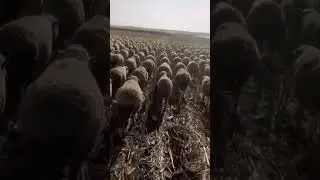 Sheep Hellmarch - Soviet Red Alert 2 Theme Song #sheep #gaming