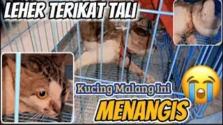 RESCUE A STRAY CAT with a rope tied on his neck