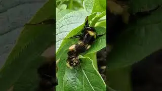 Bees Mating