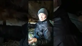 Бык покрыл корову.