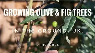 Growing Olive & Fig trees in the ground UK