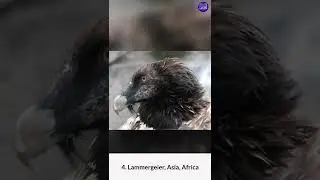 top 10 most dangerous birds in the world 2022