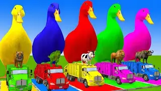 5 Giant Duck Cartoon,Cow,Elephant,Tiger,Lion,Dinosaur,Paint Wild Animals Crossing Fountain Animation