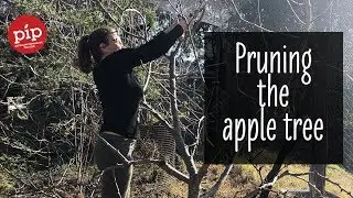 Pruning the apple tree at Pip HQ #piptips #5