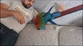 greenwing macaw puppy!