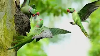 চন্দনা টিয়া পাখির বাসা  | Alexandrine parakeet | Alexandrine parakeet Fighting for a bird's nest |