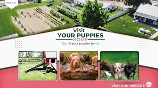 Take a tour of PupsLuv's beautiful Lhasa Apso, Miniature Shepherd, and Scottish Terriers home.