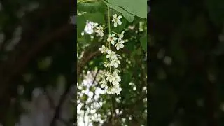Zasněžené jaro v Marianske Lazne 24.04.2024