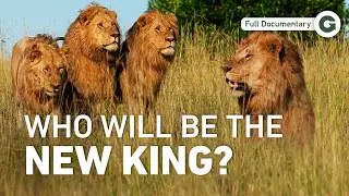 Lion Brothers: Their Brutal Journey to Become Kings of the Savannah | Full Documentary
