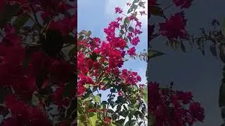 Jasmine flowers❣️ #nature #npl