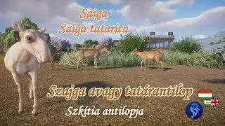 🐐Planet Zoo animals #153 | Saiga antelope - Antelope of Scythia