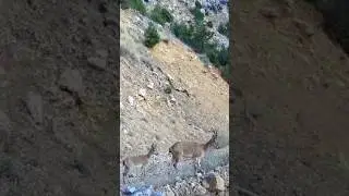 ANNE KEÇİ VE YAVRUSU ! #keçi #yabankeçisi #youtubeshorts #wildlife #keşfet #trailcam #trailcamera