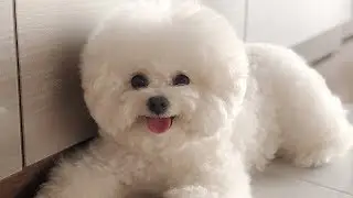Cute Bichon Frise Puppies Videos Compilation – Cute And Funny Bichon Frise Moments #3