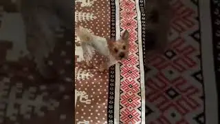 Йорк после купания вытирается самостоятельно #shorts