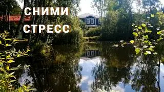 Old dacha pond – summer calm. 🌿