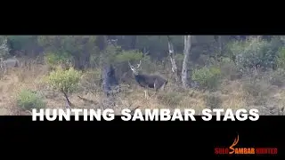 BOW HUNTING SAMBAR STAGS - EP09 - SOLO SAMBAR HUNTER - Hunting Sambar deer Australia.