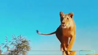 Wildlife animals amazing moment | Beautiful wildlife nature