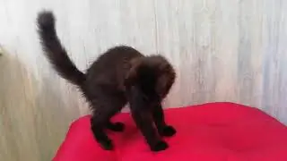 Чёрный солид (n) кошка Мейн-кун, 3 месяца 1 неделя