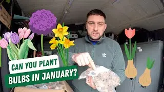 Can you plant bulbs in January?