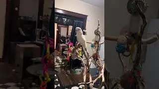 Misha's Toy Truck Chase: Boo & Misha's Hilarious Bedtime Antics!