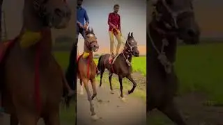 horse runing video || horse race video || 