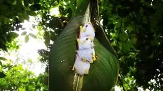 Honduran white bats! | CONTENTbible