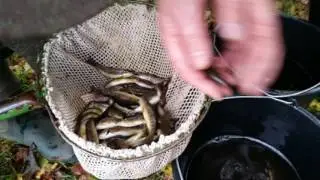 Pstruží líheň