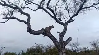 Leopard hesitant to jump over!